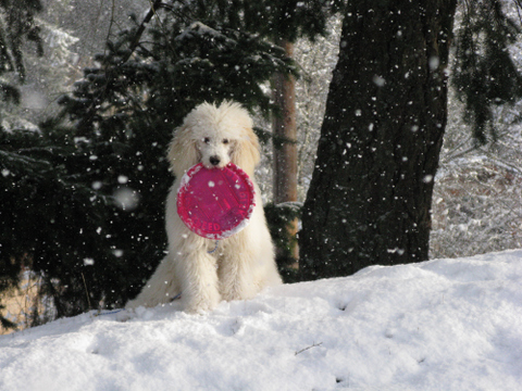 /uploads2/157635_1_20_2016_6_25_12_PM_-_Sophie snow-002.jpg